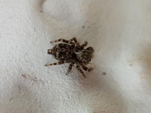 Réf. 213 950 : Pseudeuophrys erratica